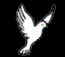 dove2.jpg (4845 bytes)